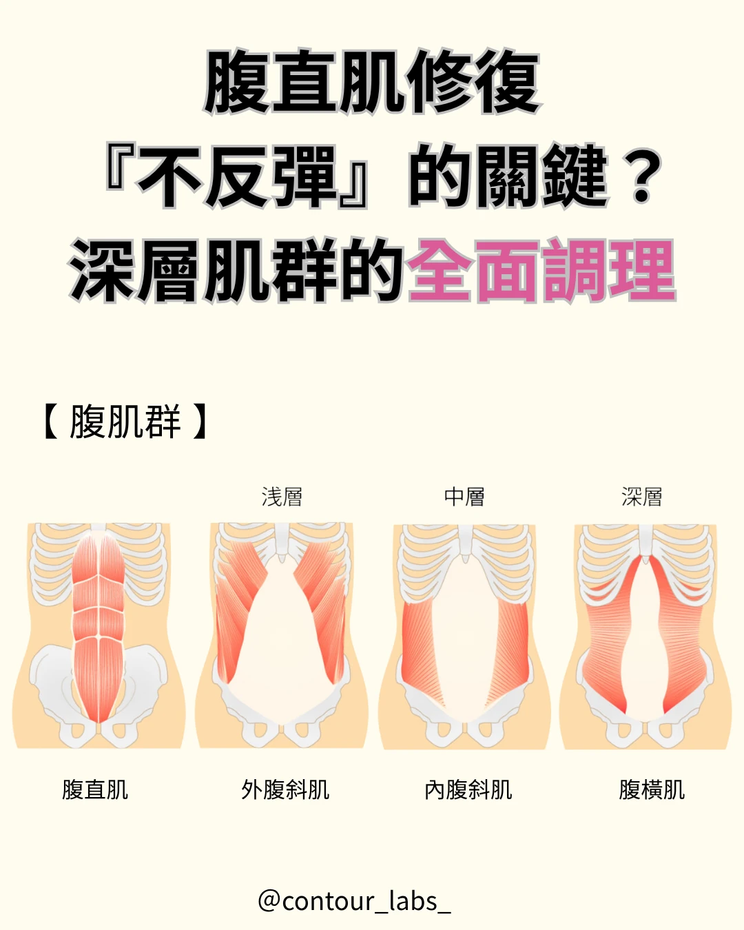 腹部淺層至深層肌群結構示意圖