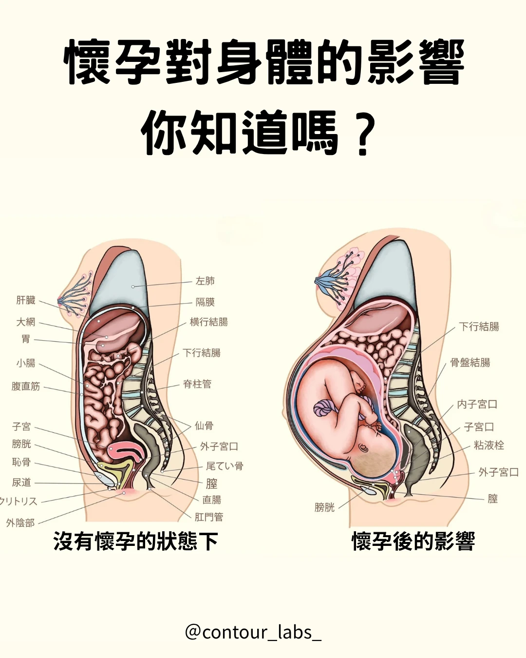 懷孕期間身體與內臟位置變化示意圖