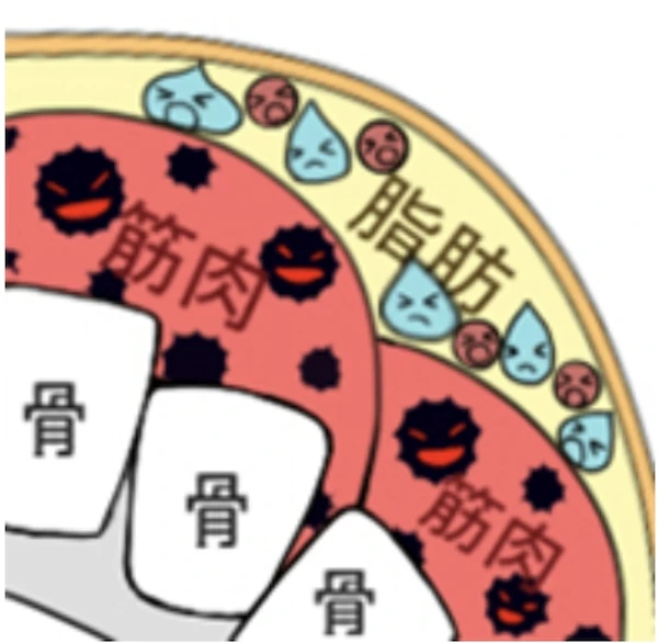 臉部軟組織狀態變化示意圖，張力與水分變化參考