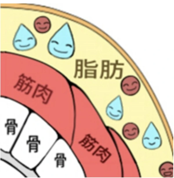 臉部肌肉、脂肪與軟組織結構示意圖